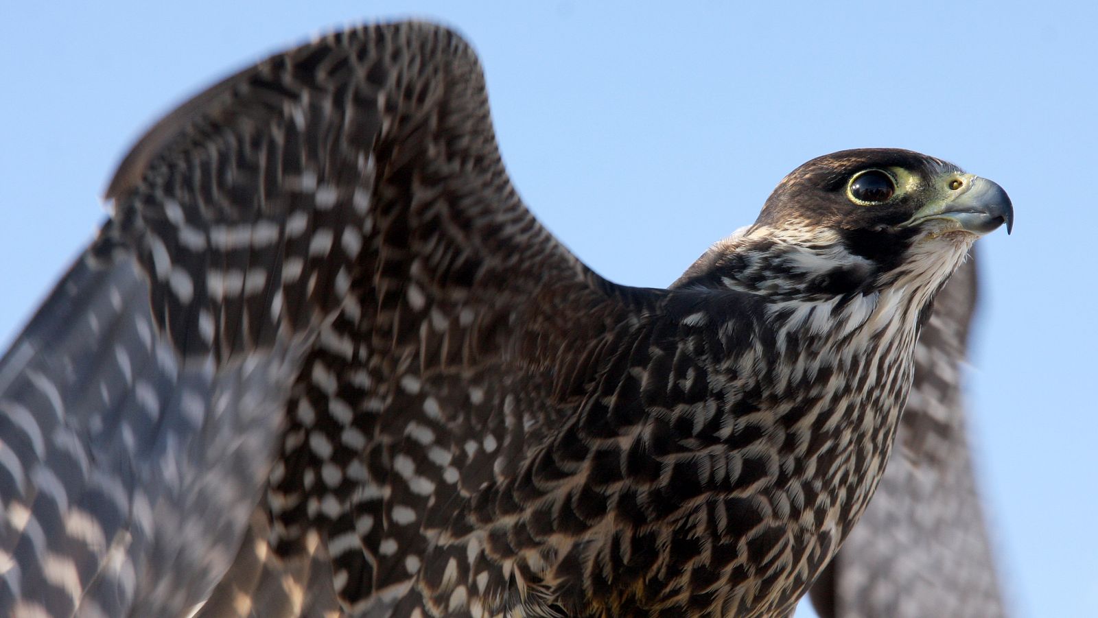 El maravilloso Tirol - Episodio 2: Montañas, milagros y medallas - ver ahora