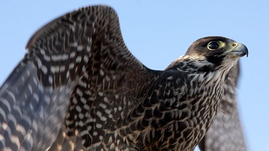 El maravilloso Tirol
