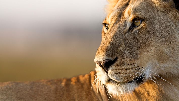 León. Auge y caída de la manada del pantano