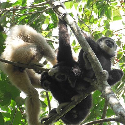 El gibón. El simio cantarín
