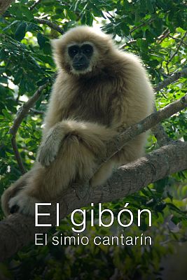 El gibón. El simio cantarín
