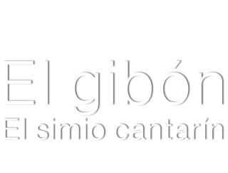 El gibón. El simio cantarín