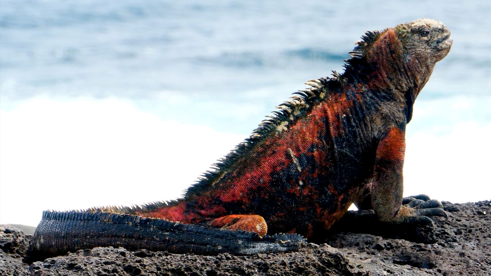 Las Galápagos, la frontera del mundo - Episodio 3: La coexistencia, ¿es posible? - ver ahora