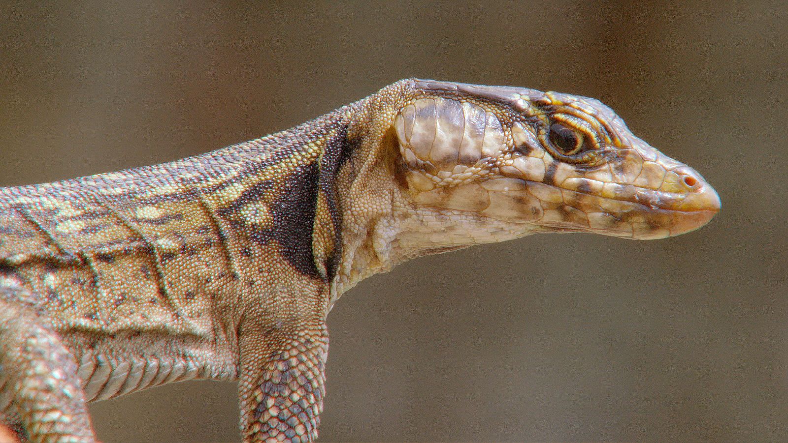 África extrema - Episodio 6: El oasis lineal - ver ahora