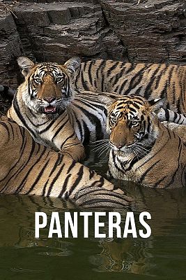 Panteras