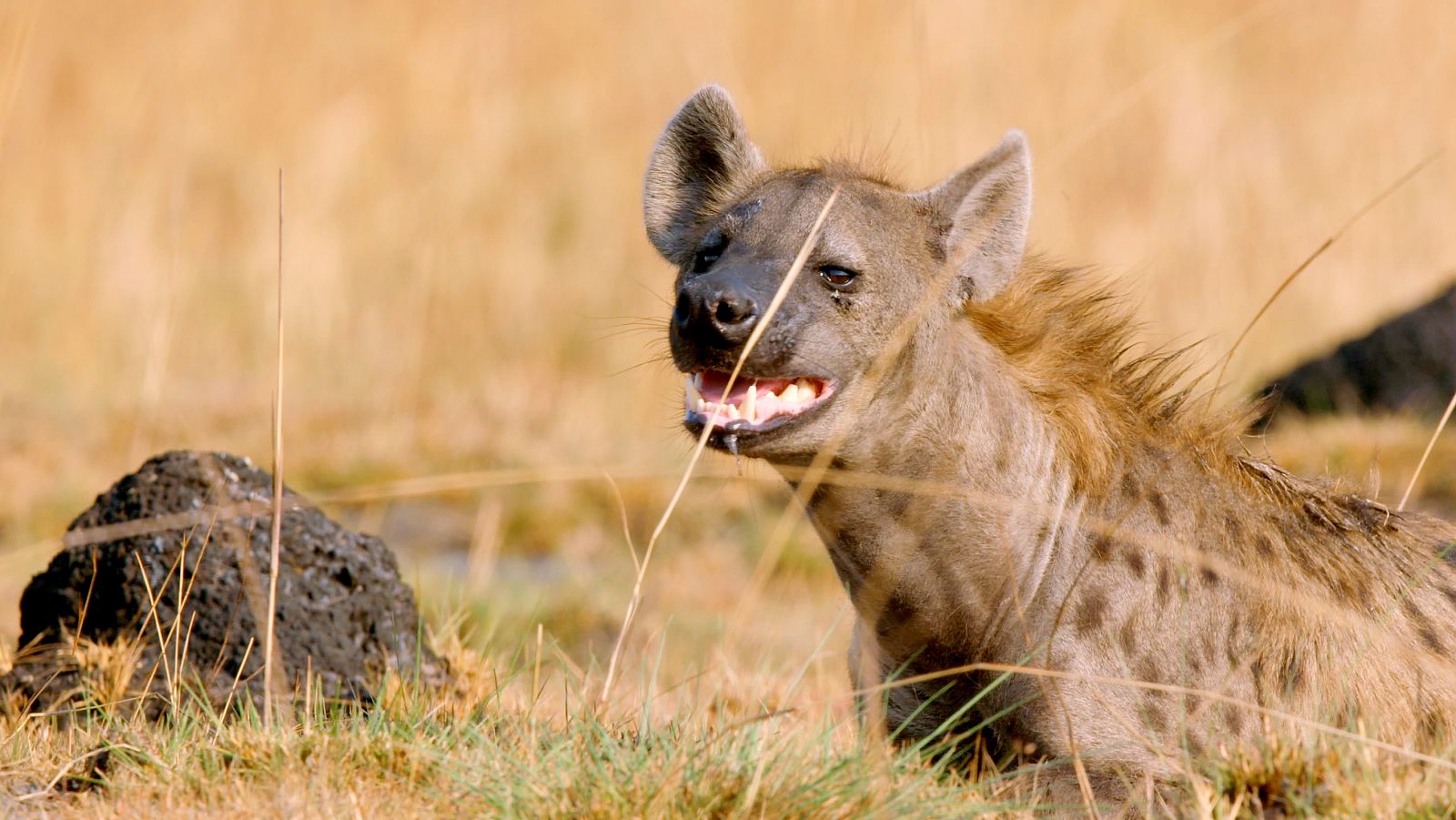 Relatos de Zambia - Episodio 7: Naturaleza interconectada - ver ahora