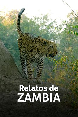 Relatos de Zambia