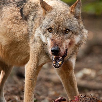 Depredadores de los Cárpatos