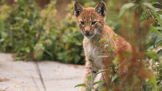 Depredadores de los Cárpatos