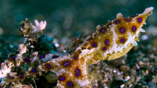 El círculo mágico del arrecife