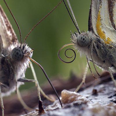 Erase una vez en Tsavo