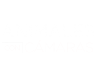 Animales con cámaras