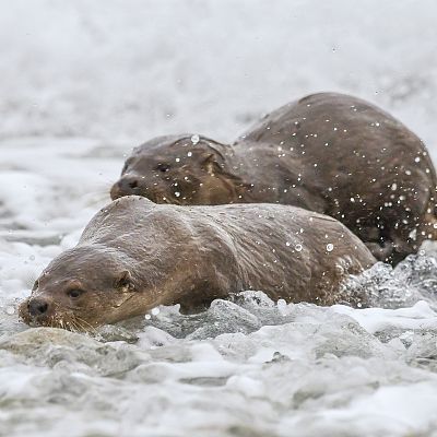 Nacidos de la tormenta