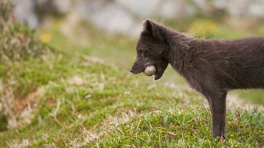 Nacidos de la tormenta
