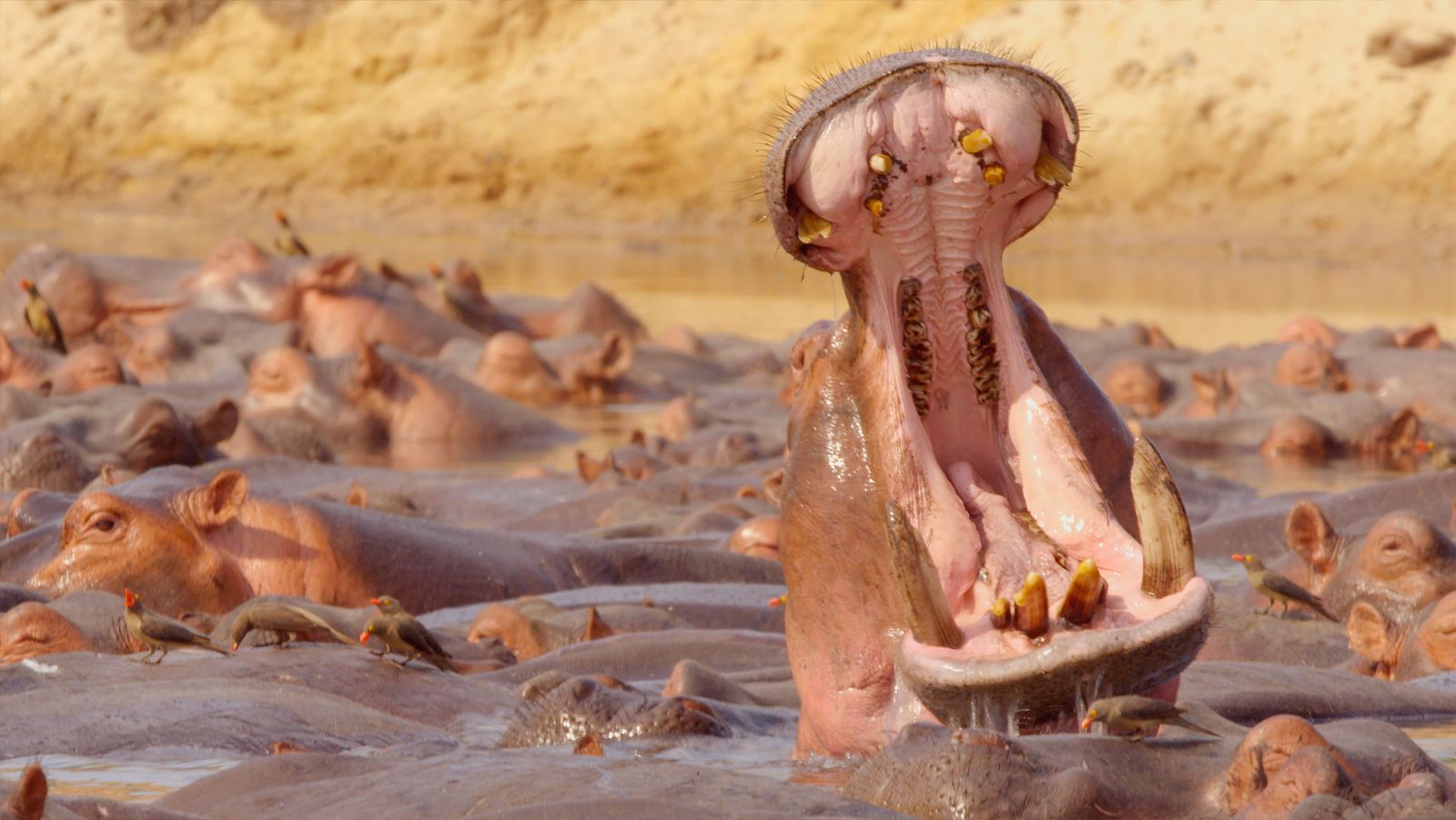 Zambia salvaje - Episodio 8: Historias de árboles - ver ahora