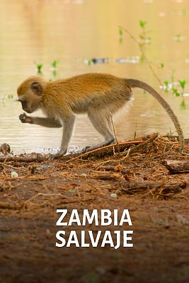 Zambia salvaje