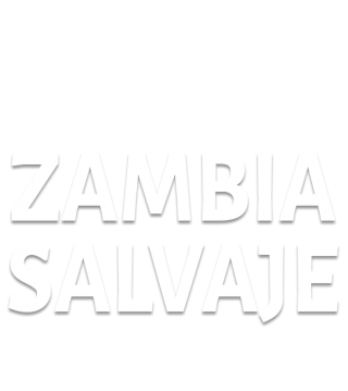 Zambia salvaje