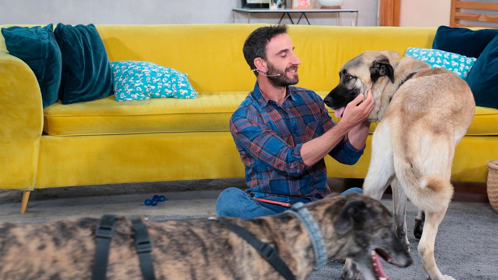 Un día de perros - Programa 1: Mercedes Milá - Ver ahora