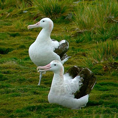 El antártico salvaje