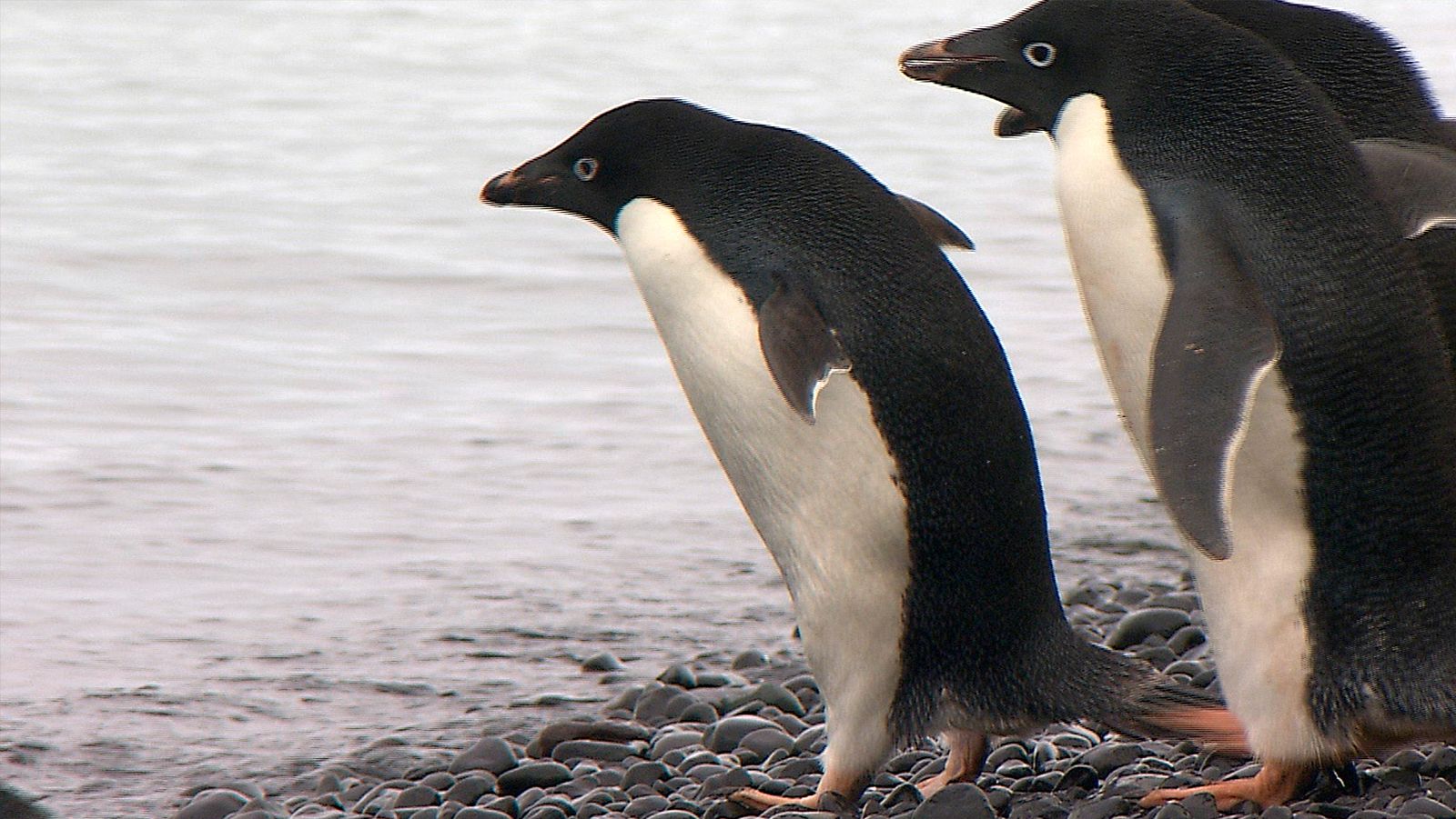 El antártico salvaje - Episodio 4: Islas heladas - ver ahora