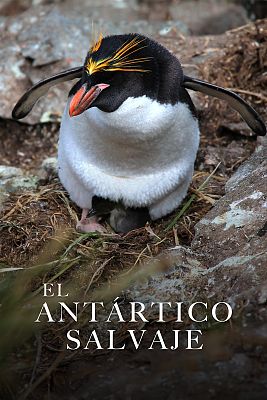 El antártico salvaje