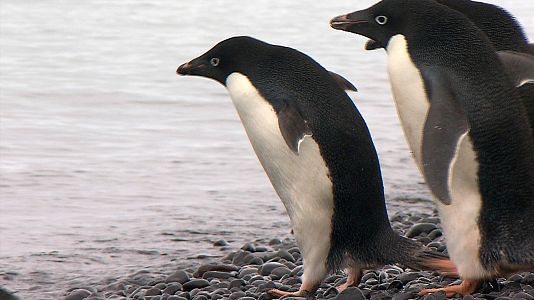 El antártico salvaje