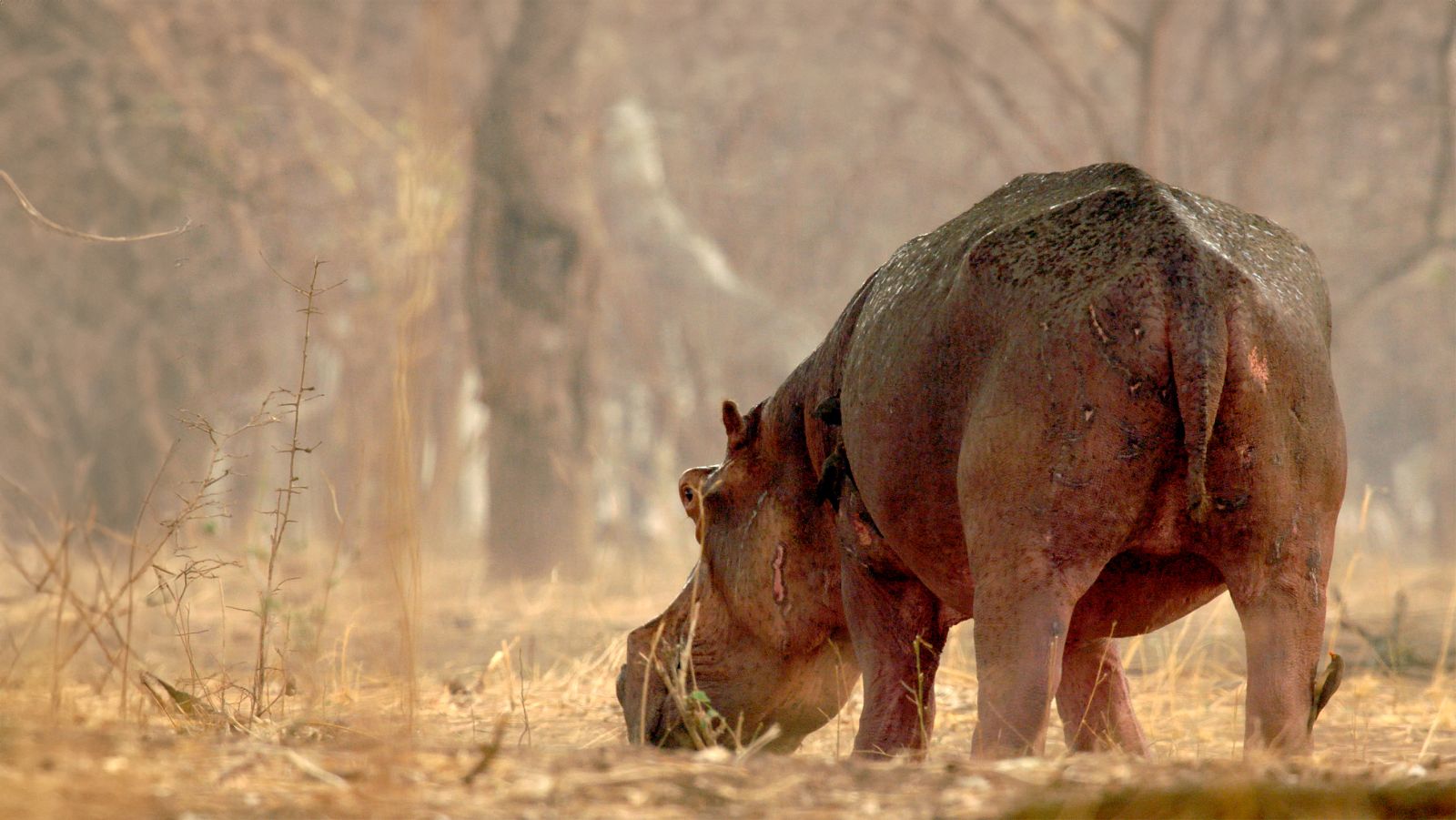 El valle indómito - Episodio 3: La llanura de los ébanos - ver ahora