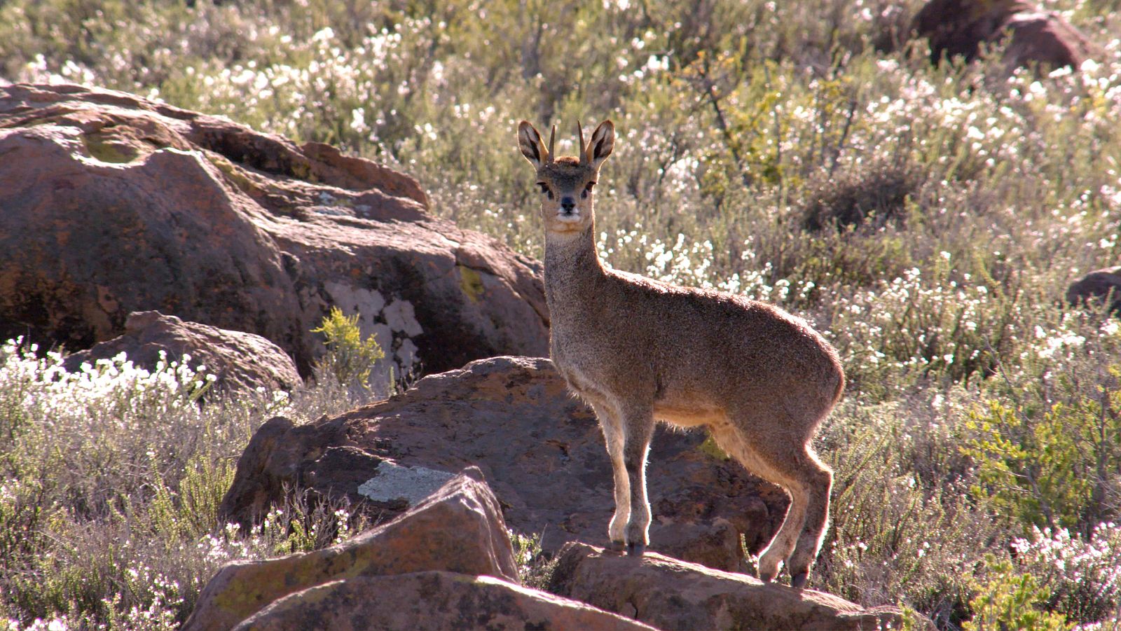 Grandes Parques Naturales de África - Episodio 6: Chobe, tierra de aprendizaje - ver ahora
