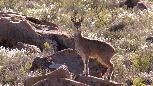Grandes parques naturales de África