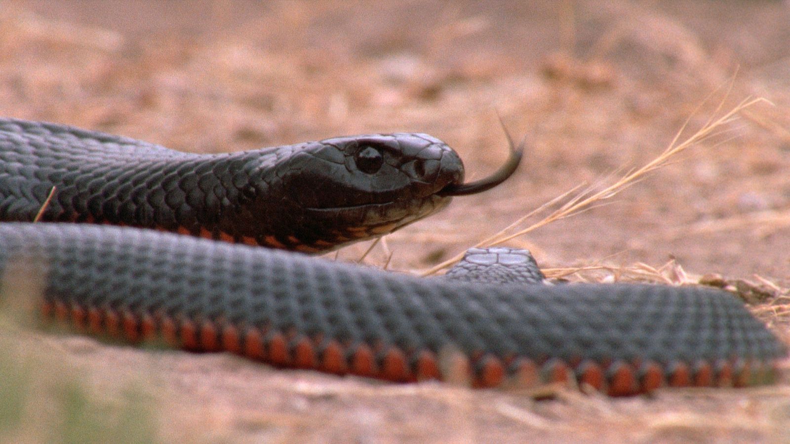 Australia indómita - Episodio 3: Bosque - ver ahora