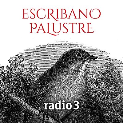 Escribano Palustre