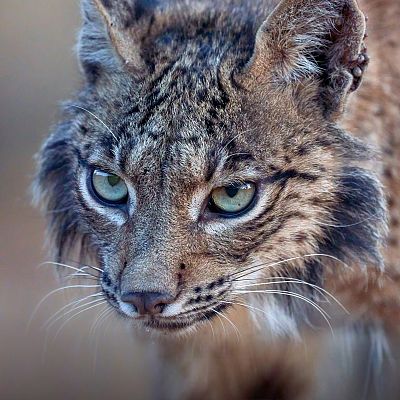 El universo escondido