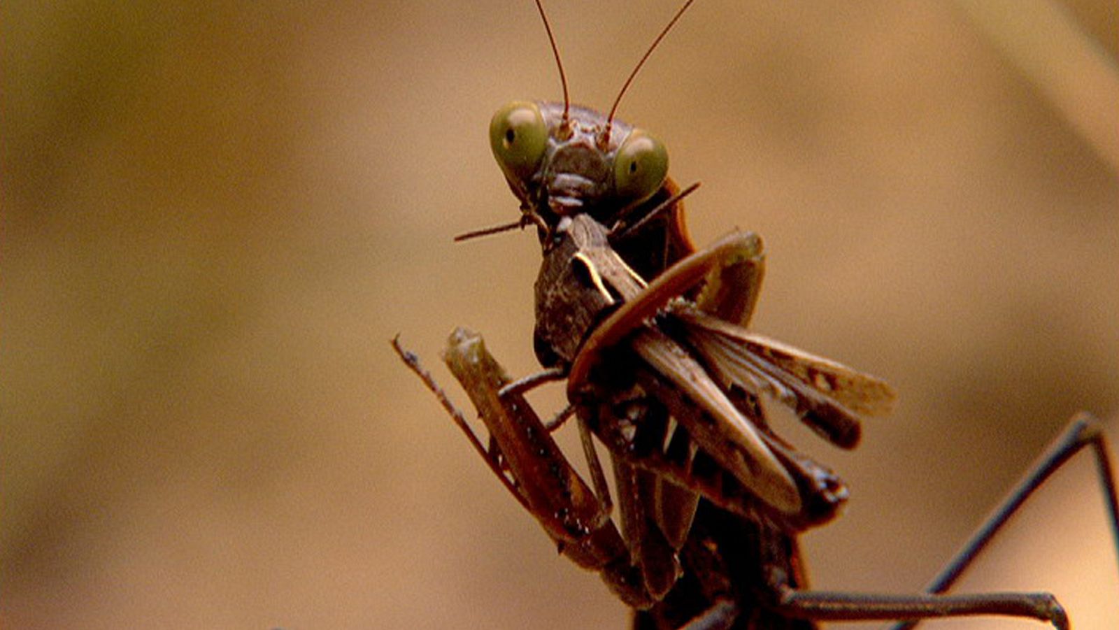 Tesoro del sur - Monte inteligente (Primavera) - ver ahora
