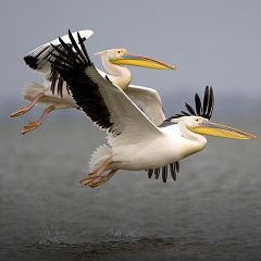 Grandes documentales