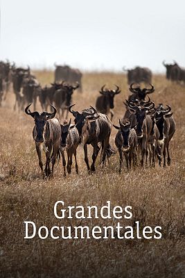Grandes documentales