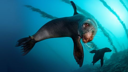 Grandes documentales