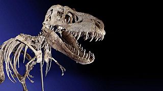 Documentales para niños