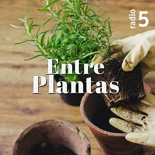 Entreplantas