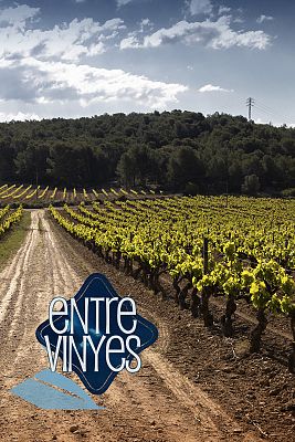 Entre vinyes