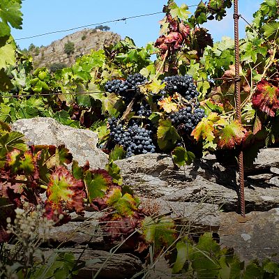 Crónicas desde A Ribeira Sacra