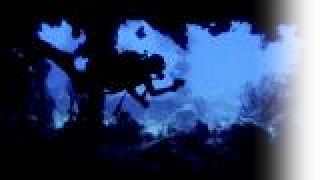 Paraísos submarinos