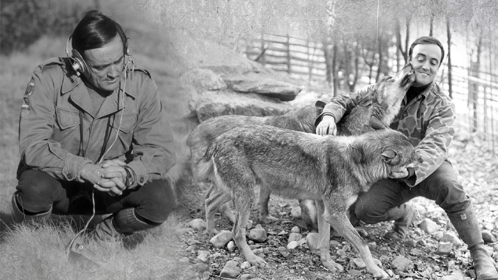 Fauna - Cabras montesas