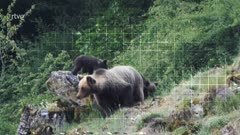 Emisin en directo de RTVE Reino Animal de RTVE