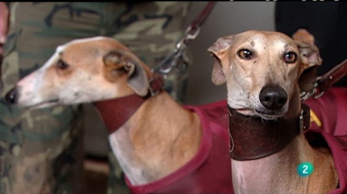 Jara y sedal - Campeonato de España de galgos 2011