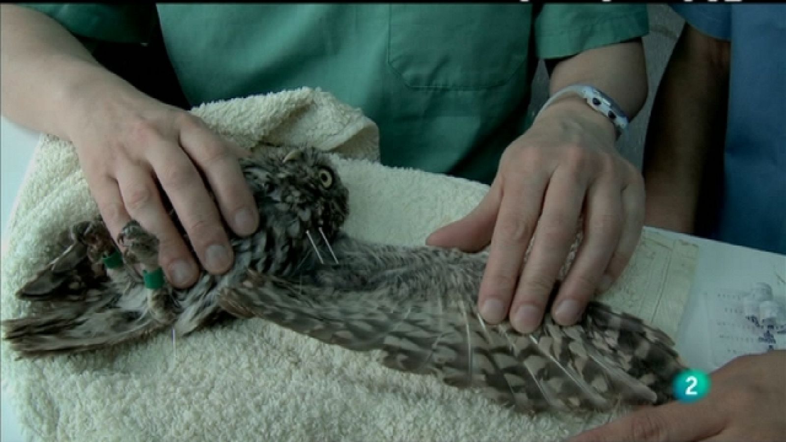 Biodiario - 28/01/11 - Biodiario | Ver