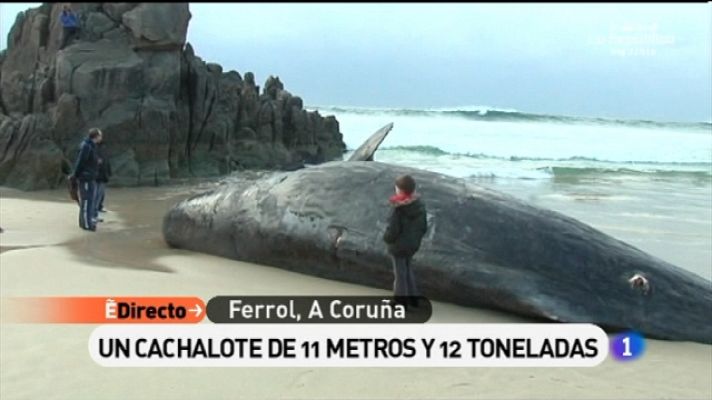 España Directo - España Directo - 31/01/11