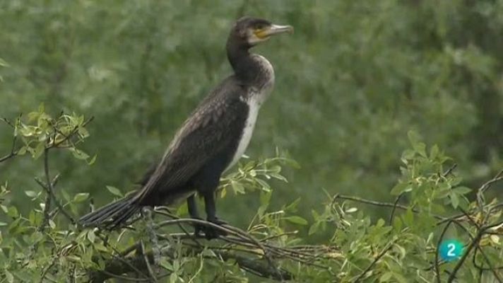 Biodiario - Biodiario - 01/02/11