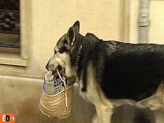 España Directo - Rex, el perro recadero