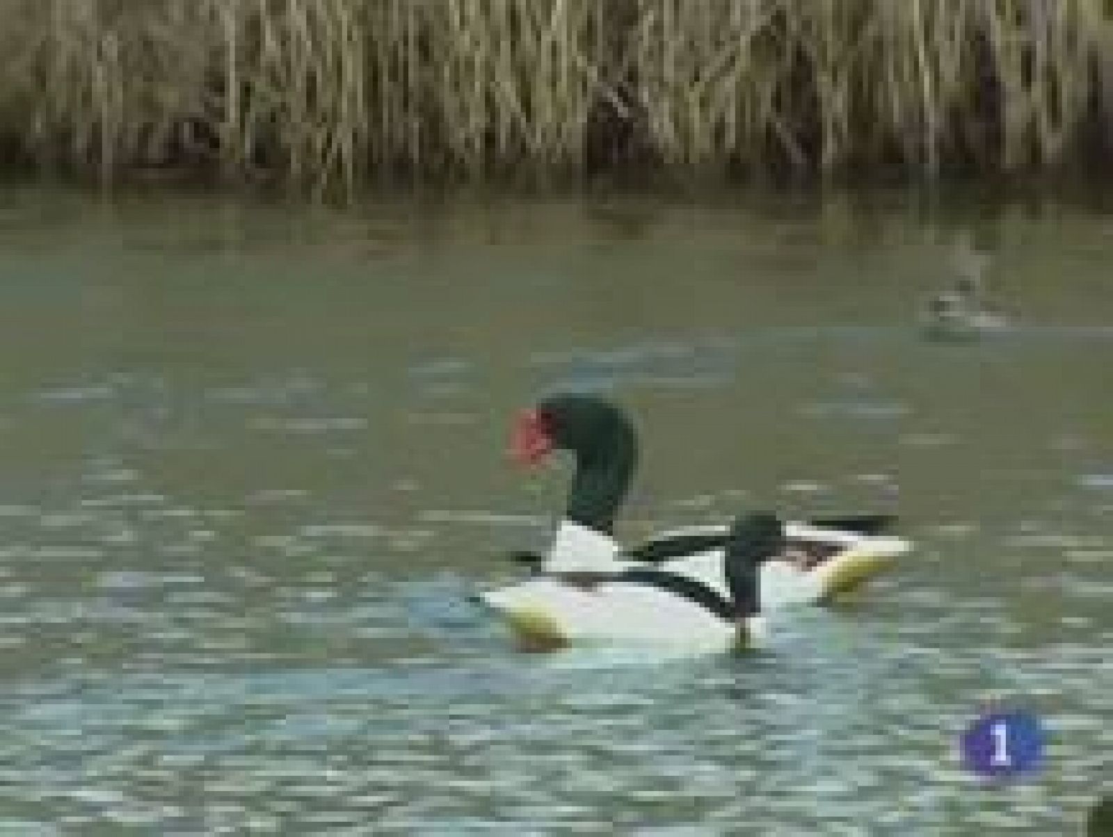 Castilla-La Mancha en 2' - 02/02/11 | Ver