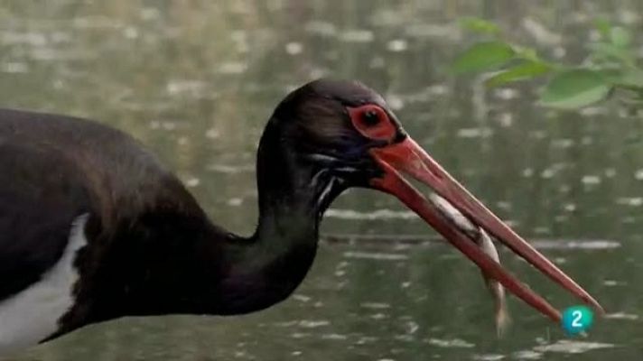 Biodiario - Biodiario - 03/02/11